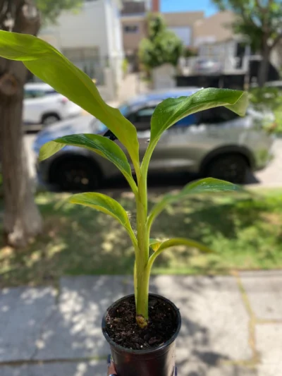 Musa Tropicana