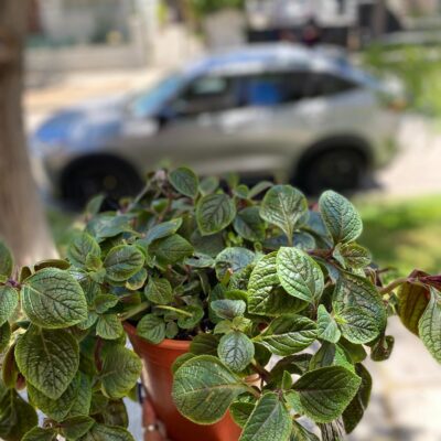 Dólar Negro (Zamioculca ‘Raven’)