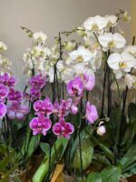 🌸Curso Presencial: Cuidado y Trasplante de Orquídeas - Imagen 2