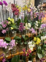 🌸Curso Presencial: Cuidado y Trasplante de Orquídeas - Imagen 5