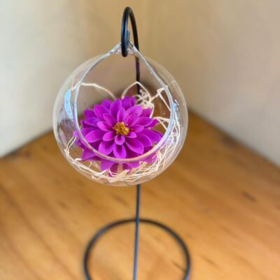 Dalia preservada en esfera de Vidrio (Elige color) - Floreria Encactus Vina del Mar