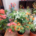 Bougainvillea Tamaño M (variedad colores)