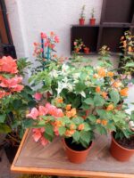 Bougainvillea Tamaño M (variedad colores)