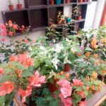 Bougainvillea Tamaño M (variedad colores)
