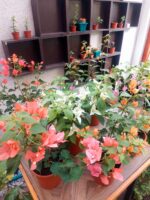 Bougainvillea Tamaño M (variedad colores)