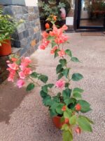 Bougainvillea Tamaño M (variedad colores)