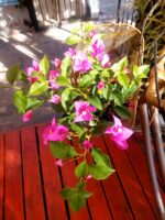 Bougainvillea Tamaño M (variedad colores)