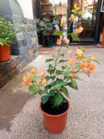 Bougainvillea Tamaño M (variedad colores)