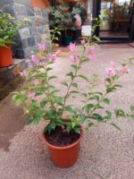 Bougainvillea Tamaño M (variedad colores)