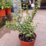 Jade Portulacaria Afra tamaño L - Floreria Encactus Vina del Mar