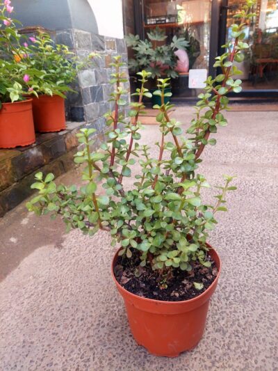 Jade Portulacaria Afra tamaño L - Floreria Encactus Vina del Mar