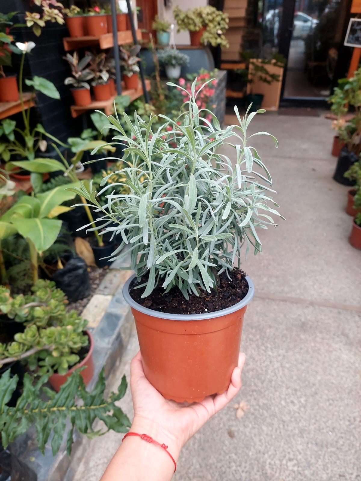 Lavanda en maceta plástica