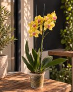 Orquídea Phalaenopsis amarilla grande de dos varas en maceta plástica transparente