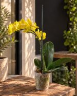 Orquídea Phalaenopsis amarilla mediana de una vara en maceta plástica transparente