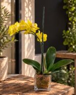 Orquídea Phalaenopsis amarilla mediana de una vara arqueada en macetero de vidrio