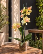 Orquídea Phalaenopsis mini amarilla moteada en maceta plástica transparente