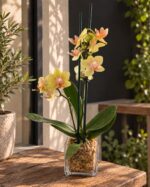 Orquídea Phalaenopsis mini amarilla moteada en macetero de vidrio cuadrado