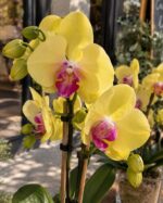 Primer plano de flores de orquídea Phalaenopsis amarilla con labelo fucsia y capullos