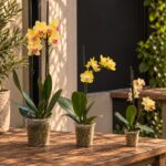 Tres orquídeas Phalaenopsis amarillas grande, mediana y mini sobre mesa de madera