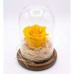 Rosa preservada amarilla bajo cupula de vidrio con base de madera - Encactus Vina del Mar