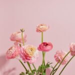 Ranúnculos rosados frescos con sus tallos – flor de primavera