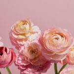 Ranúnculos rosados, fucsia y salmón frescos de temporada